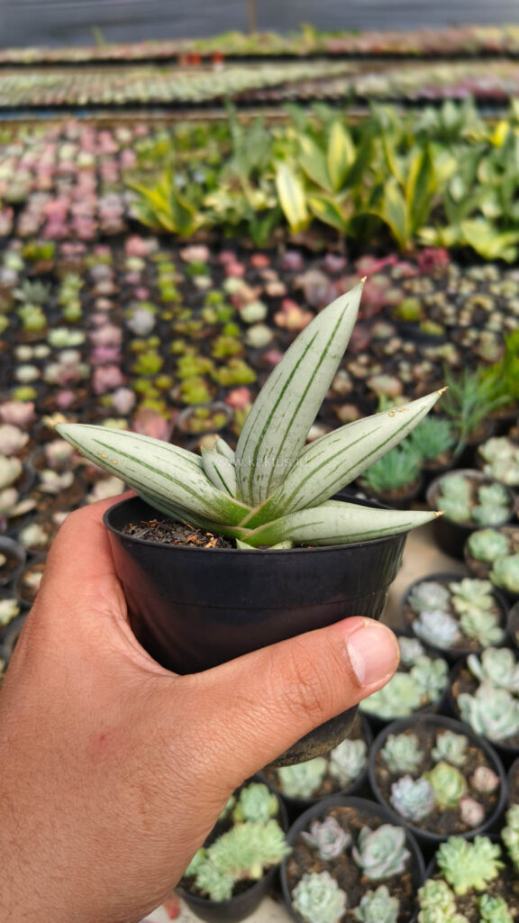 kaktus.id