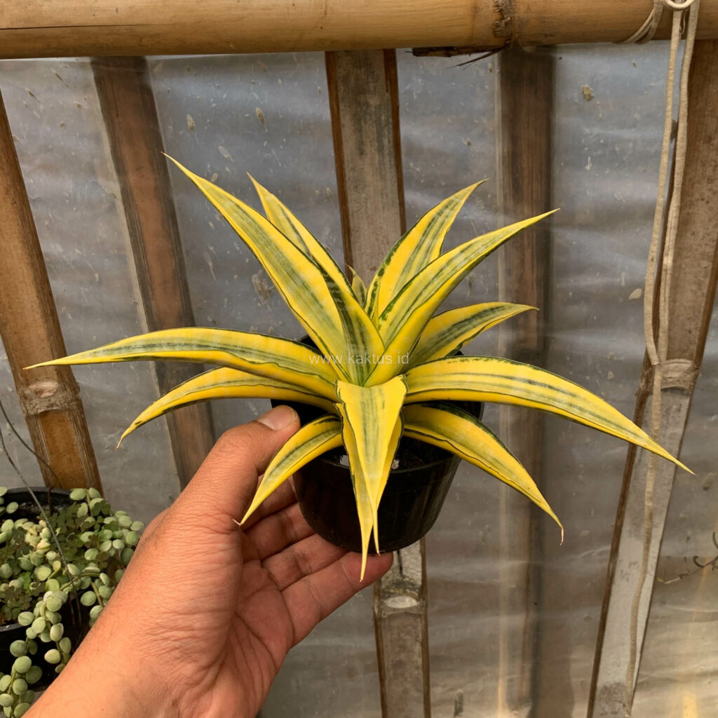 kaktus.id