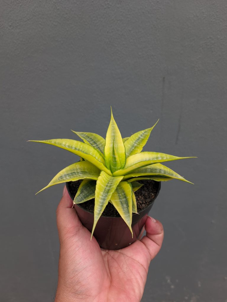 kaktus.id