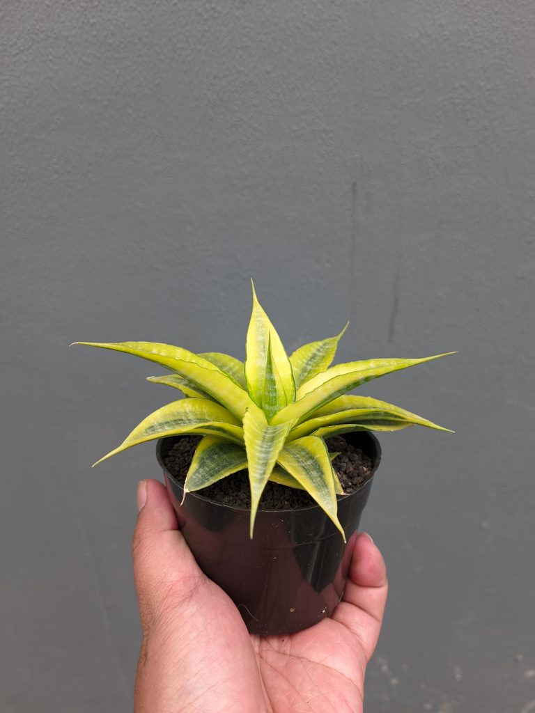 kaktus.id