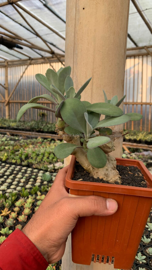Kleinia Grantii, real gallery image #12 plants. Picture taken directly from kaktus.id community Kleinia farmer green houses.