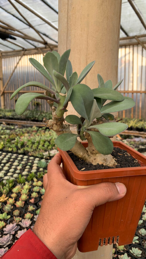 Kleinia Grantii, real gallery image #13 plants. Picture taken directly from kaktus.id community Kleinia farmer green houses.