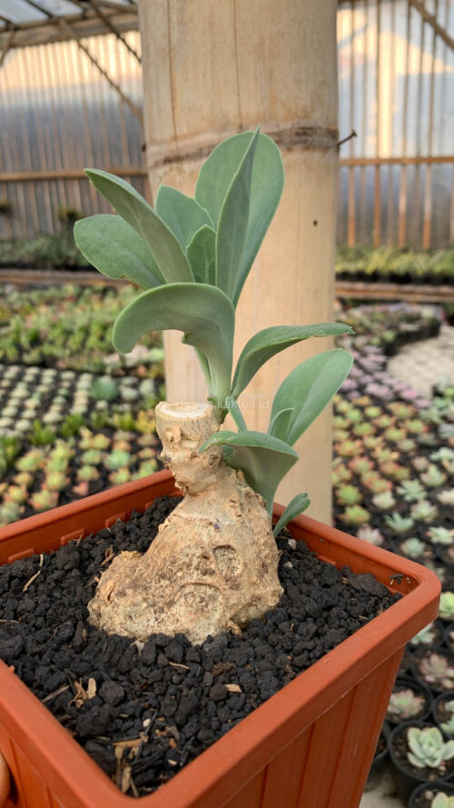 Kleinia Grantii, real gallery image #7 plants. Picture taken directly from kaktus.id community Kleinia farmer green houses.