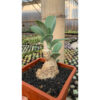 Kleinia Grantii, real feature image plant. Picture taken directly from kaktus.id community Kleinia farmer green houses.