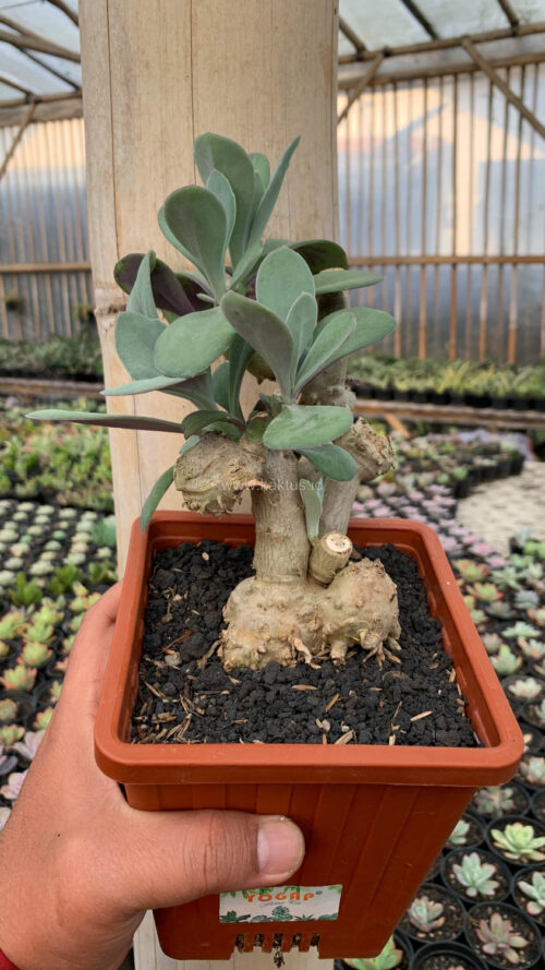 Kleinia Grantii, real gallery image #8 plants. Picture taken directly from kaktus.id community Kleinia farmer green houses.