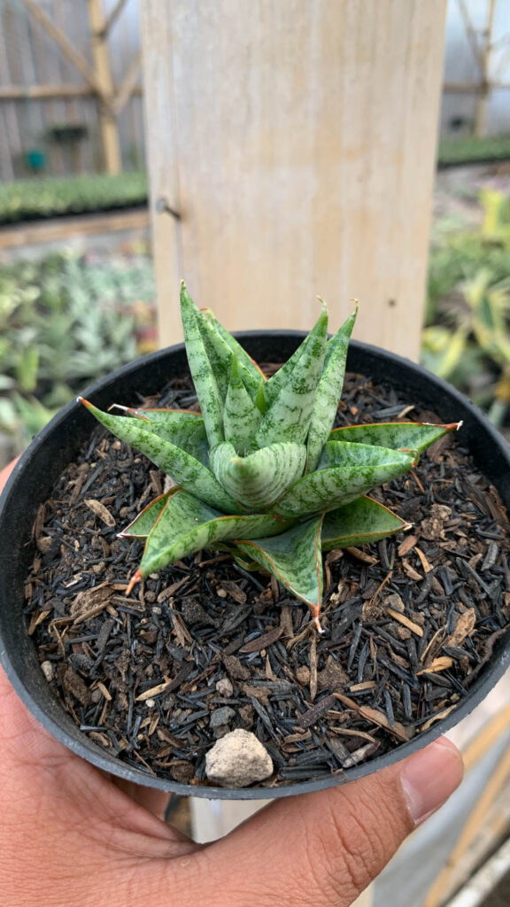 kaktus.id