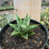 Sansevieria Tesya, real feature image plant. Picture taken directly from kaktus.id community Sansevieria farmer green houses.
