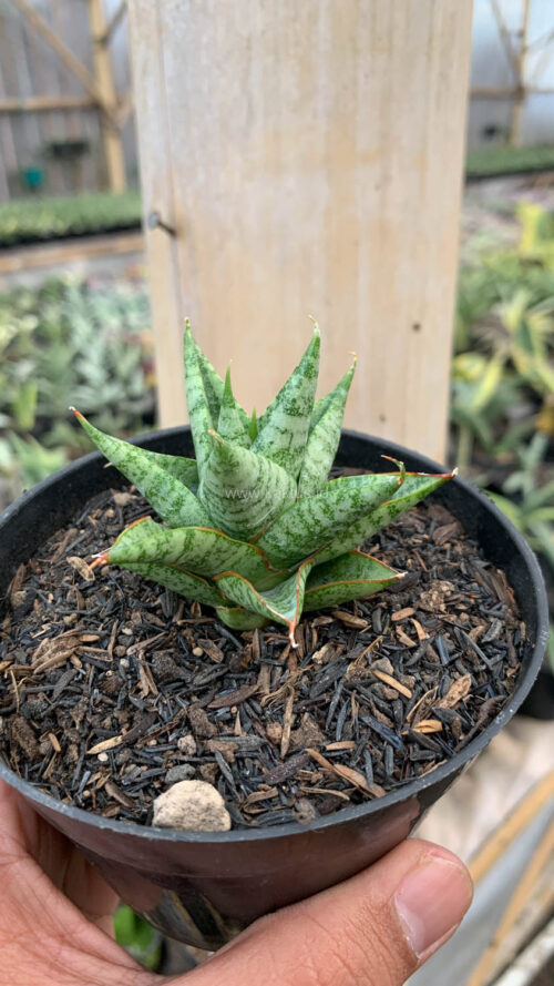 Sansevieria Tesya, real gallery image #10 plants. Picture taken directly from kaktus.id community Sansevieria farmer green houses.