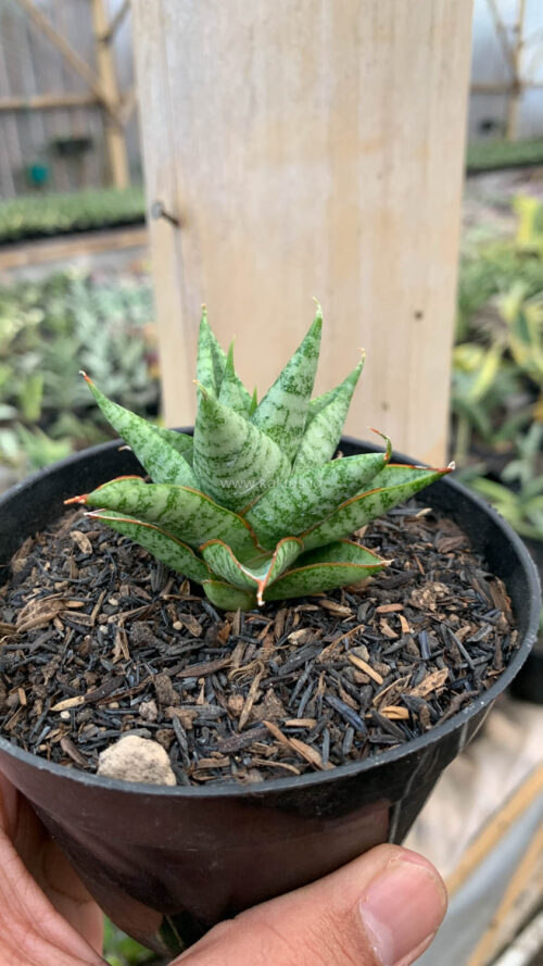 Sansevieria Tesya, real gallery image #11 plants. Picture taken directly from kaktus.id community Sansevieria farmer green houses.