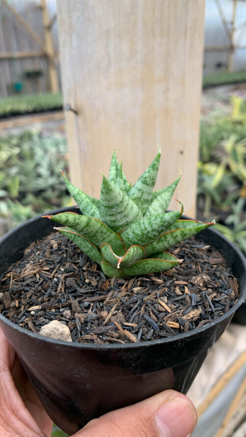 Sansevieria Tesya, real gallery image #12 plants. Picture taken directly from kaktus.id community Sansevieria farmer green houses.