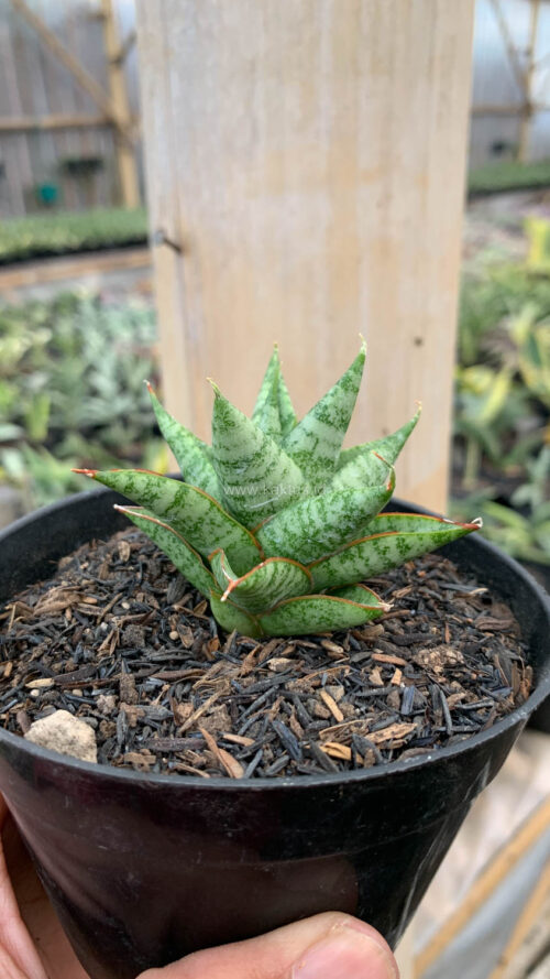 Sansevieria Tesya, real gallery image #13 plants. Picture taken directly from kaktus.id community Sansevieria farmer green houses.