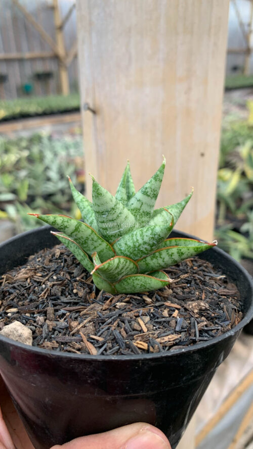 Sansevieria Tesya, real gallery image #14 plants. Picture taken directly from kaktus.id community Sansevieria farmer green houses.