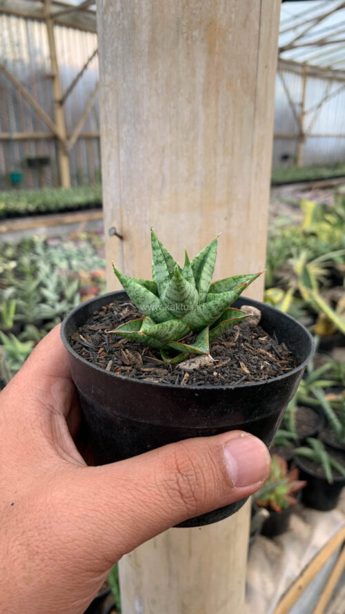 Sansevieria Tesya, real gallery image #2 plants. Picture taken directly from kaktus.id community Sansevieria farmer green houses.