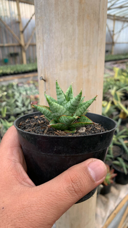 Sansevieria Tesya, real gallery image #3 plants. Picture taken directly from kaktus.id community Sansevieria farmer green houses.