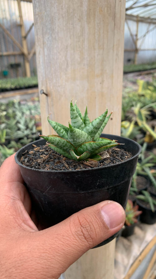 Sansevieria Tesya, real gallery image #4 plants. Picture taken directly from kaktus.id community Sansevieria farmer green houses.