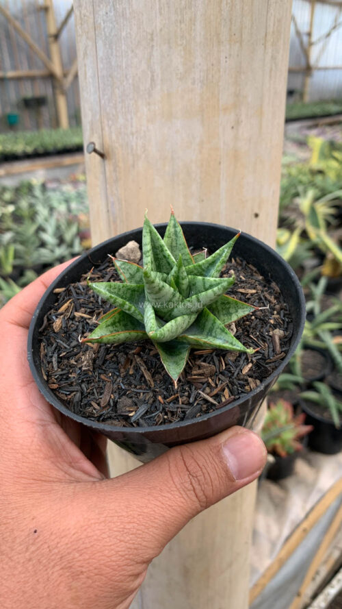 Sansevieria Tesya, real gallery image #5 plants. Picture taken directly from kaktus.id community Sansevieria farmer green houses.