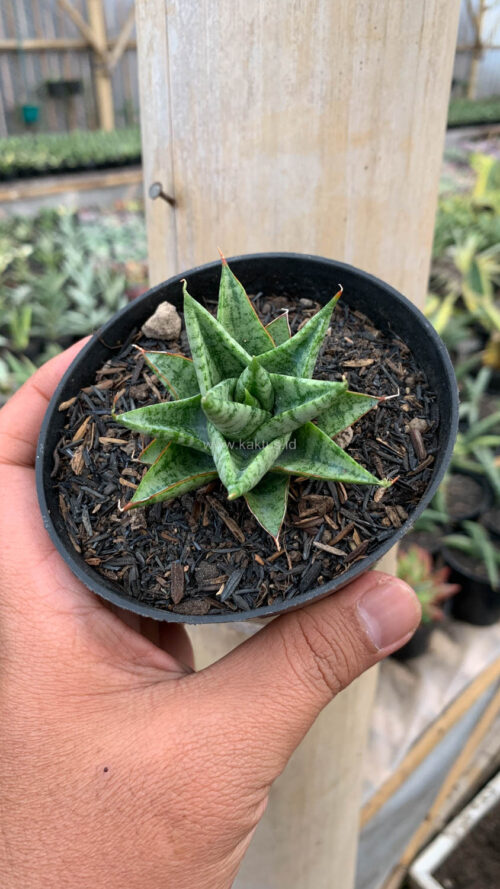 Sansevieria Tesya, real gallery image #6 plants. Picture taken directly from kaktus.id community Sansevieria farmer green houses.