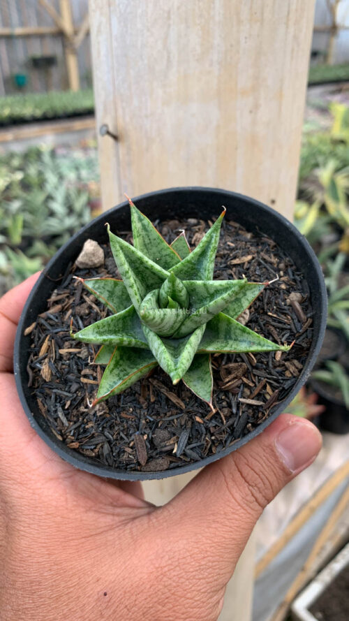 Sansevieria Tesya, real gallery image #1 plants. Picture taken directly from kaktus.id community Sansevieria farmer green houses.