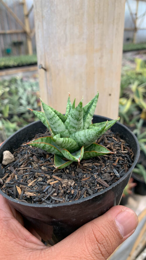 Sansevieria Tesya, real gallery image #7 plants. Picture taken directly from kaktus.id community Sansevieria farmer green houses.