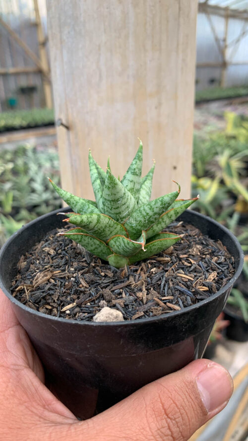 Sansevieria Tesya, real gallery image #8 plants. Picture taken directly from kaktus.id community Sansevieria farmer green houses.
