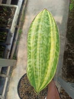 Sansevieria Masoniana Yellow Variegated, real gallery image #14 plants. Picture taken directly from kaktus.id community Sansevieria farmer green houses.