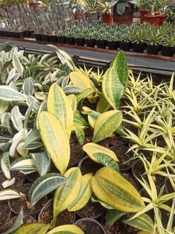 Sansevieria Masoniana Yellow Variegated, real gallery image #6 plants. Picture taken directly from kaktus.id community Sansevieria farmer green houses.