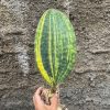 Sansevieria Masoniana Yellow Variegated, real feature image plant. Picture taken directly from kaktus.id community Sansevieria farmer green houses.