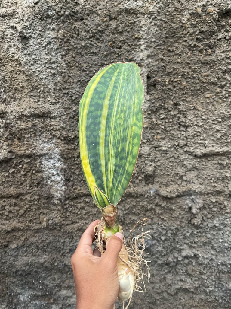 kaktus.id