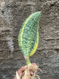 Sansevieria Masoniana Yellow Variegated, real gallery image #4 plants. Picture taken directly from kaktus.id community Sansevieria farmer green houses.
