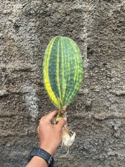 Sansevieria Masoniana Yellow Variegated, real gallery image #2 plants. Picture taken directly from kaktus.id community Sansevieria farmer green houses.
