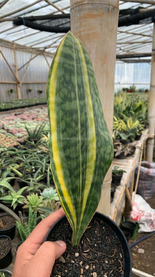 Sansevieria Masoniana Yellow Variegated, real gallery image #5 plants. Picture taken directly from kaktus.id community Sansevieria farmer green houses.