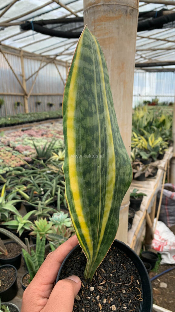 kaktus.id
