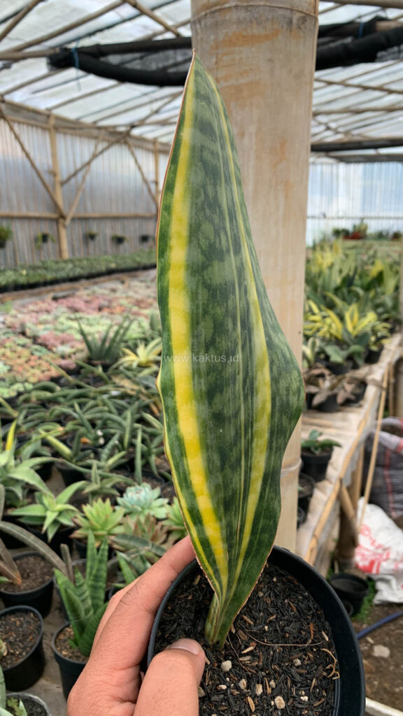 kaktus.id