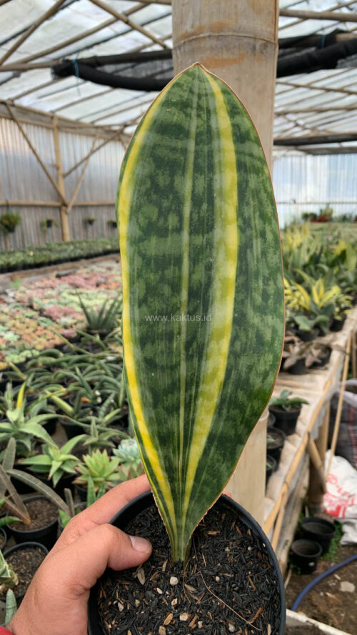 Sansevieria Masoniana Yellow Variegated, real gallery image #10 plants. Picture taken directly from kaktus.id community Sansevieria farmer green houses.
