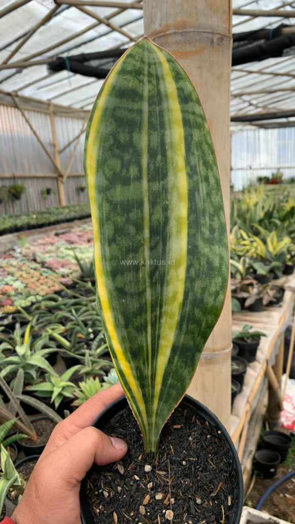 kaktus.id