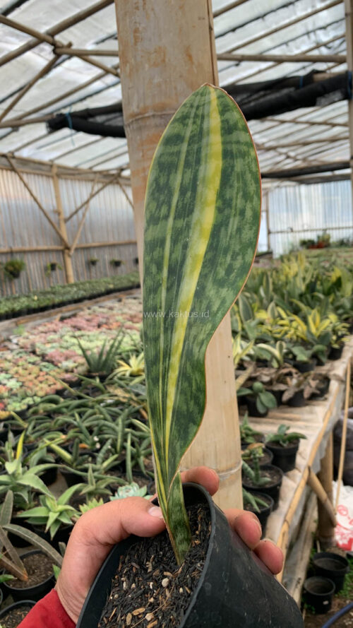 Sansevieria Masoniana Yellow Variegated, real gallery image #12 plants. Picture taken directly from kaktus.id community Sansevieria farmer green houses.