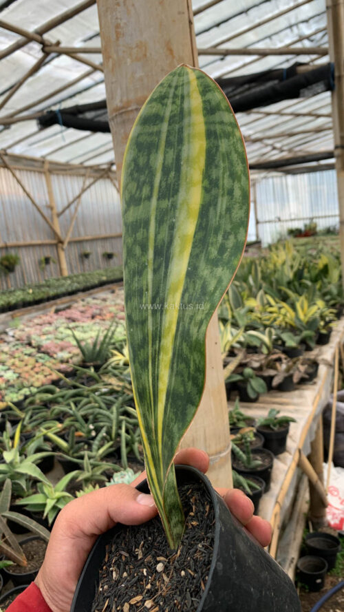 Sansevieria Masoniana Yellow Variegated, real gallery image #13 plants. Picture taken directly from kaktus.id community Sansevieria farmer green houses.