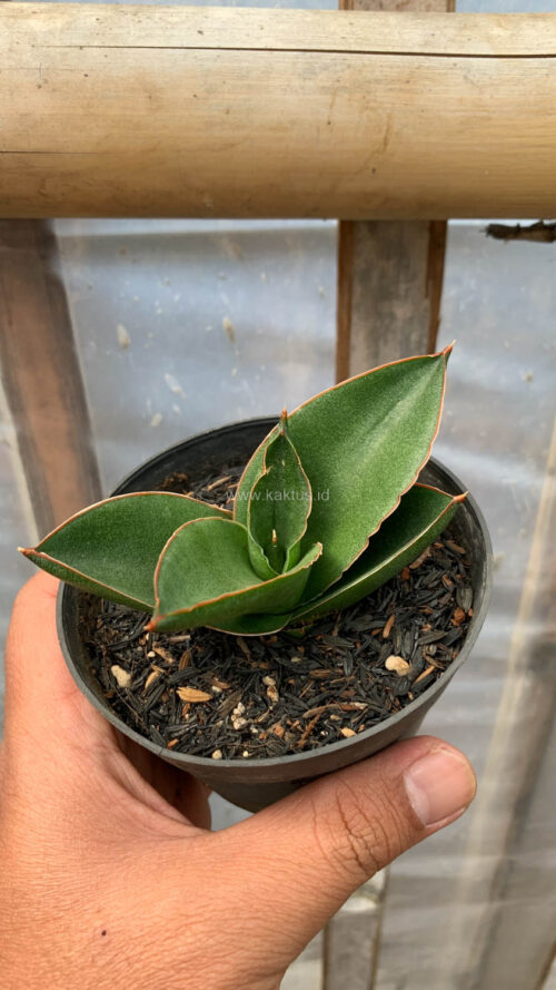 Sansevieria Andaman, real gallery image #1 plants. Picture taken directly from kaktus.id community Sansevieria farmer green houses.