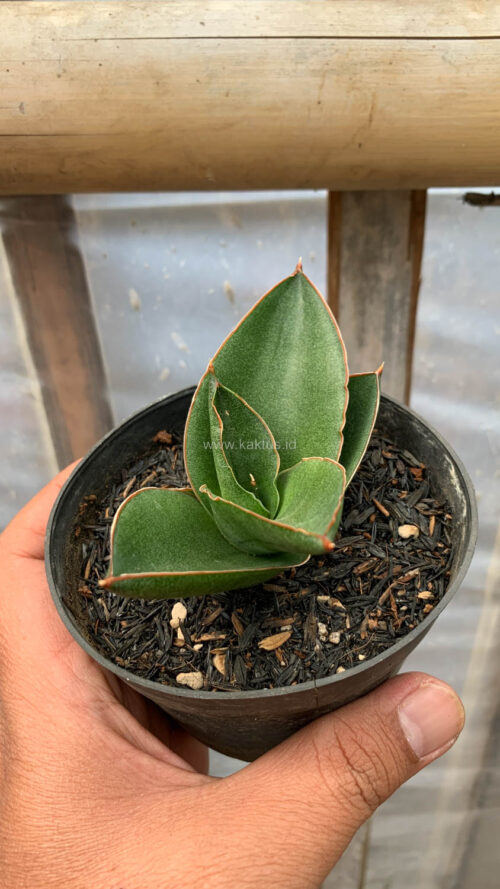 Sansevieria Andaman, real gallery image #2 plants. Picture taken directly from kaktus.id community Sansevieria farmer green houses.