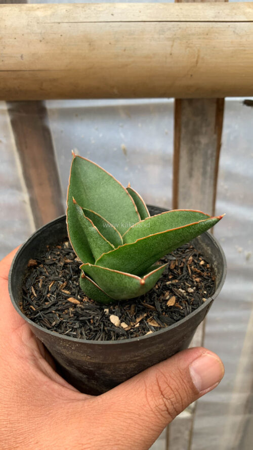 Sansevieria Andaman, real gallery image #3 plants. Picture taken directly from kaktus.id community Sansevieria farmer green houses.