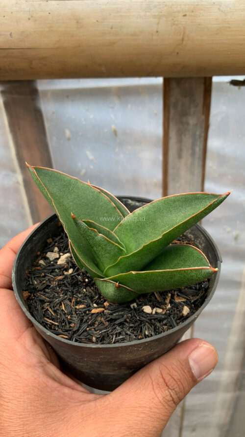 Sansevieria Andaman, real gallery image #4 plants. Picture taken directly from kaktus.id community Sansevieria farmer green houses.