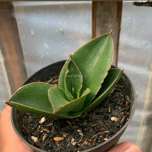 Sansevieria Andaman, real feature image plant. Picture taken directly from kaktus.id community Sansevieria farmer green houses.