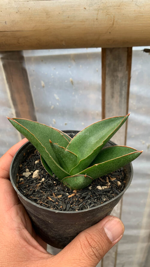 Sansevieria Andaman, real gallery image #5 plants. Picture taken directly from kaktus.id community Sansevieria farmer green houses.