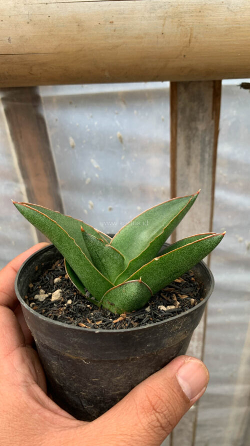 Sansevieria Andaman, real gallery image #6 plants. Picture taken directly from kaktus.id community Sansevieria farmer green houses.