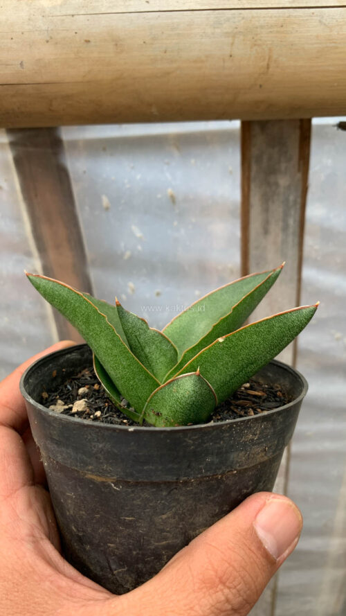 Sansevieria Andaman, real gallery image #7 plants. Picture taken directly from kaktus.id community Sansevieria farmer green houses.