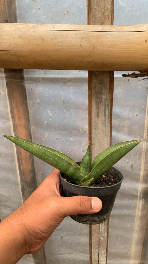 Sansevieria Samurai x Boncel, real gallery image #2 plants. Picture taken directly from kaktus.id community Sansevieria farmer green houses.