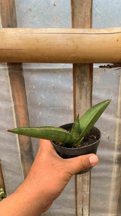 Sansevieria Samurai x Boncel, real gallery image #3 plants. Picture taken directly from kaktus.id community Sansevieria farmer green houses.