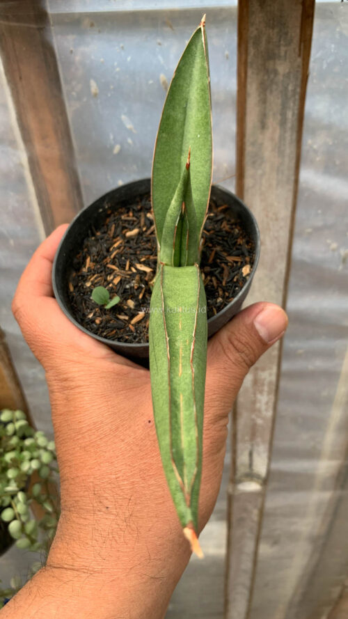 Sansevieria Samurai x Boncel, real gallery image #4 plants. Picture taken directly from kaktus.id community Sansevieria farmer green houses.