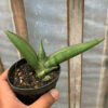 Sansevieria Samurai x Boncel, real feature image plant. Picture taken directly from kaktus.id community Sansevieria farmer green houses.