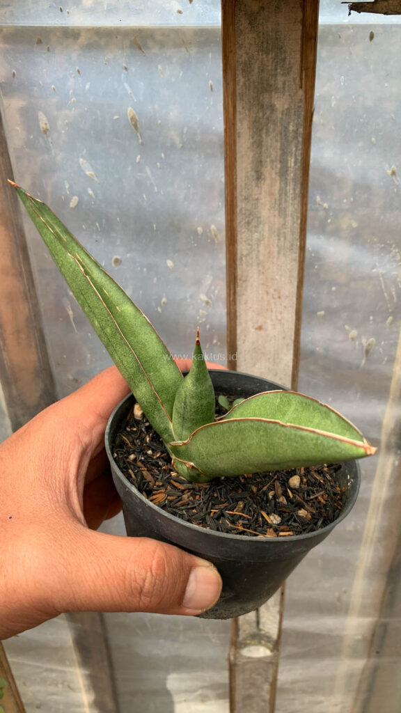 kaktus.id